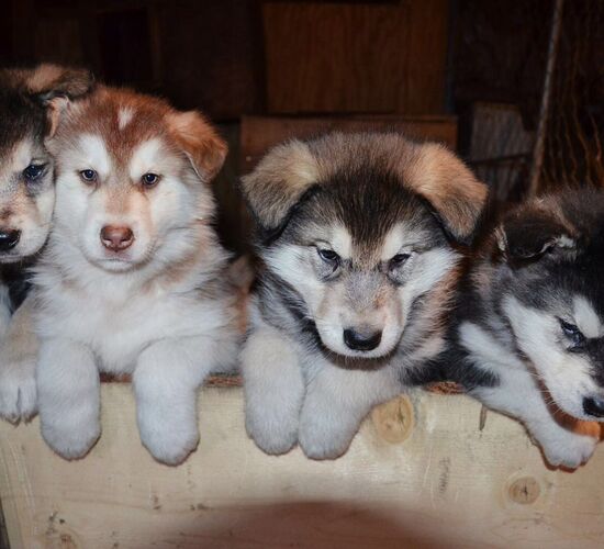 Alaskan Malamute Abenteuer in Alaska © firewalkerkennel